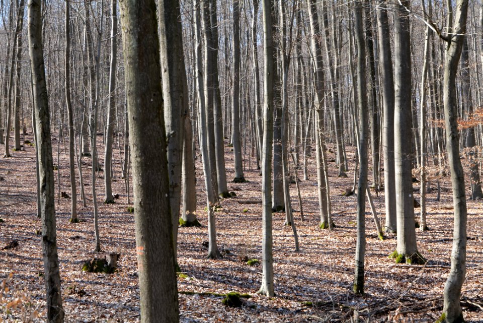 Taunus forest in Ober Rosbach 2021-04-02 47
