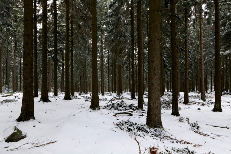 Taunus forest Oberursel with snow 2021-04-06 01