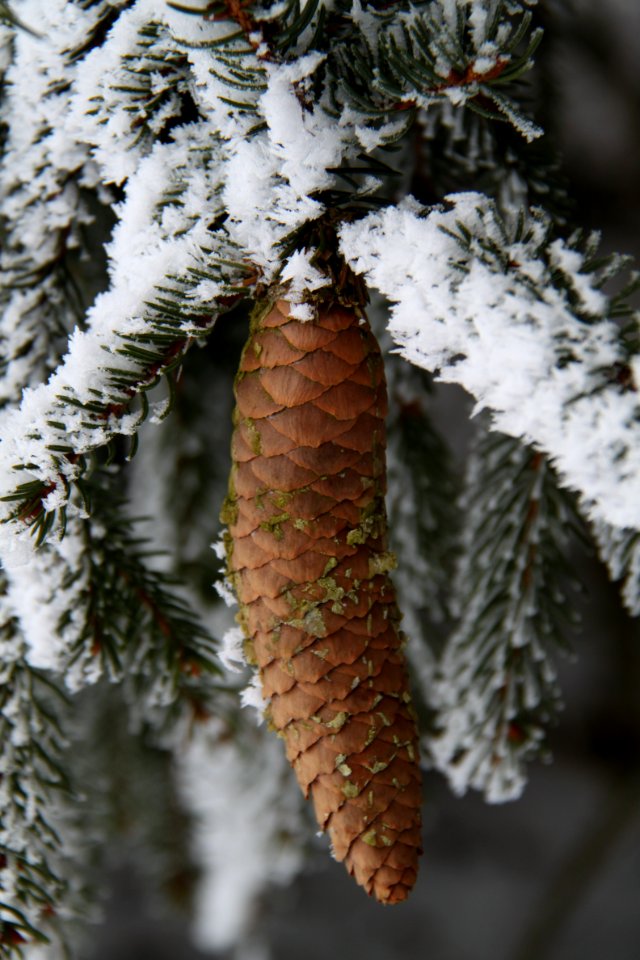 Tannenzapfen 2011-02-01-5733