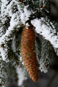 Tannenzapfen 2011-02-01-5733