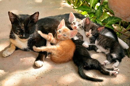 Animal animals kitten photo