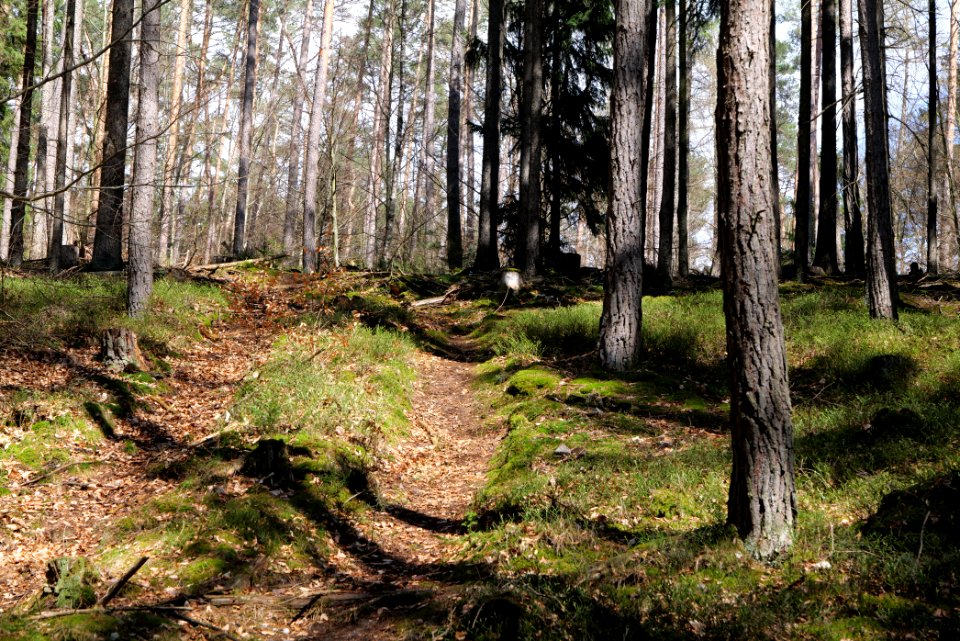 Taunus forest Dornholzhausen 2021-04-06 29