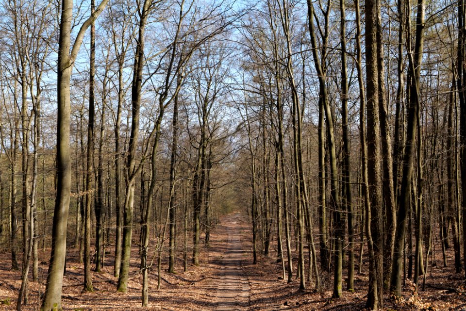 Taunus forest in Ober Rosbach 2021-04-02 39