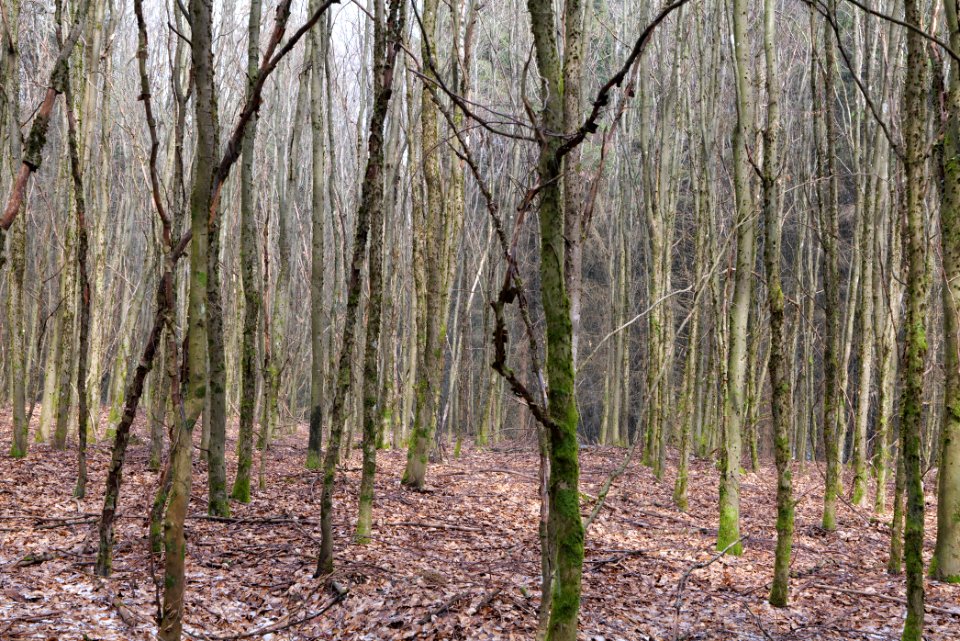 Taunus forest Dornholzhausen 2021-04-06 26