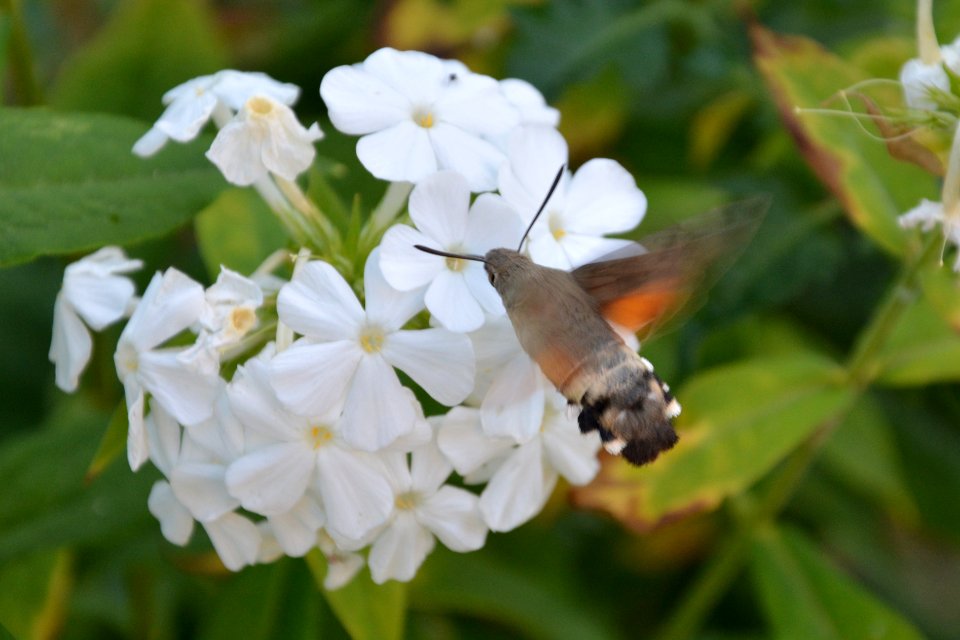 Taubenschwänzchen Macroglossum stellatarum vor Blüte (2)