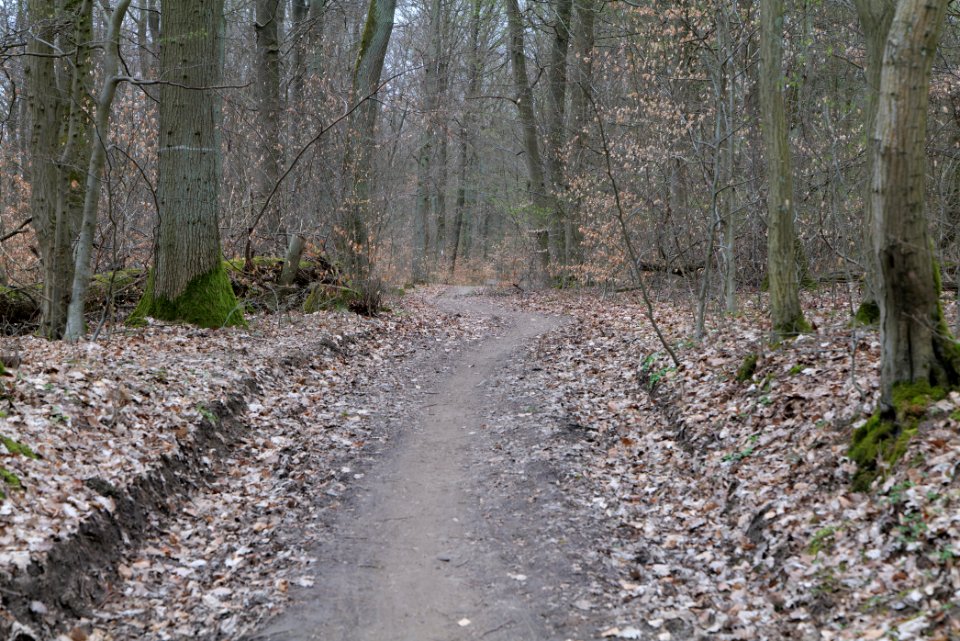 Taunus forest in Ober-Mörlen 2021-04-02 01
