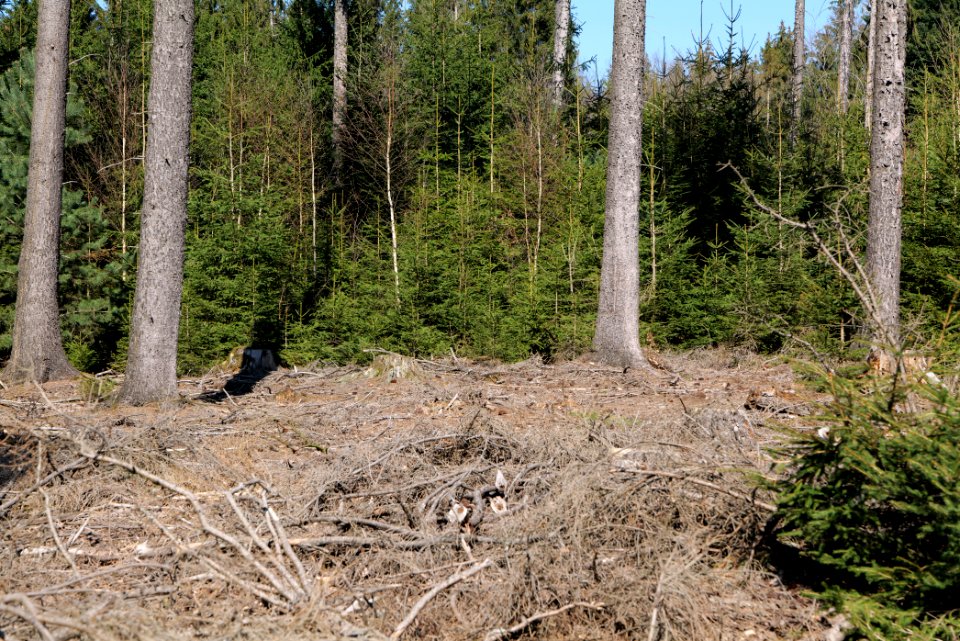 Taunus forest in Ober Rosbach 2021-04-02 12