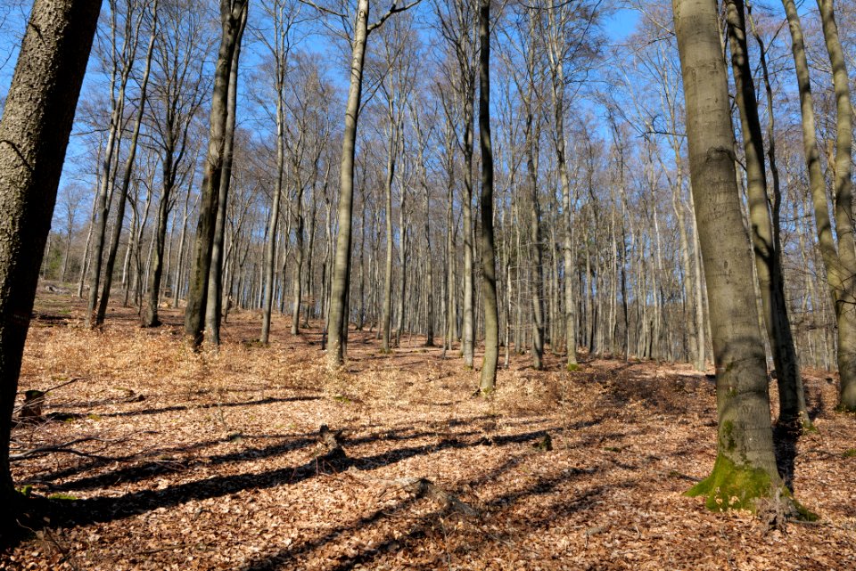 Taunus forest in Ober Rosbach 2021-04-02 24