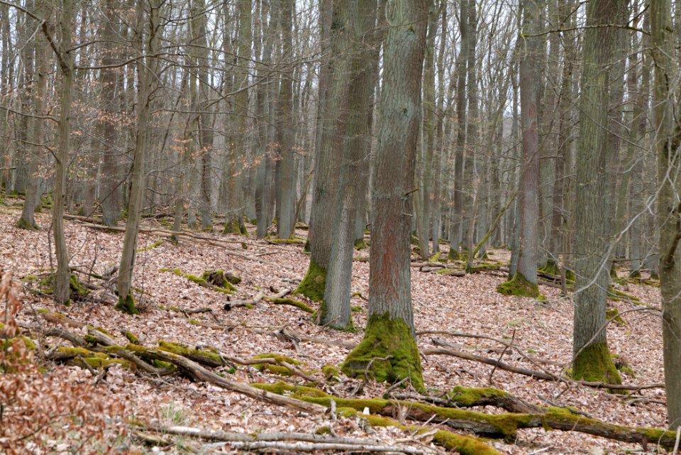 Taunus forest in Ober-Mörlen 2021-04-02 62