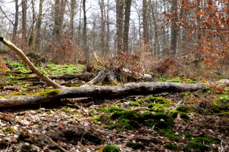 Taunus forest in Ober-Mörlen 2021-04-02 91
