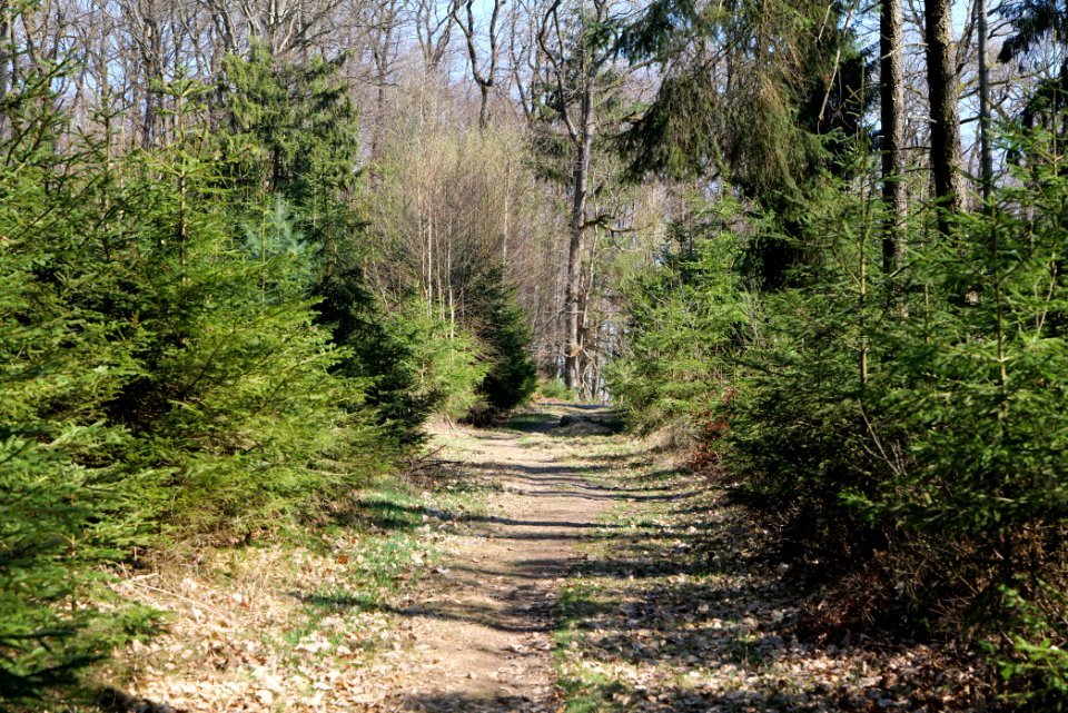 Taunus forest in Ober Rosbach 2021-04-02 10