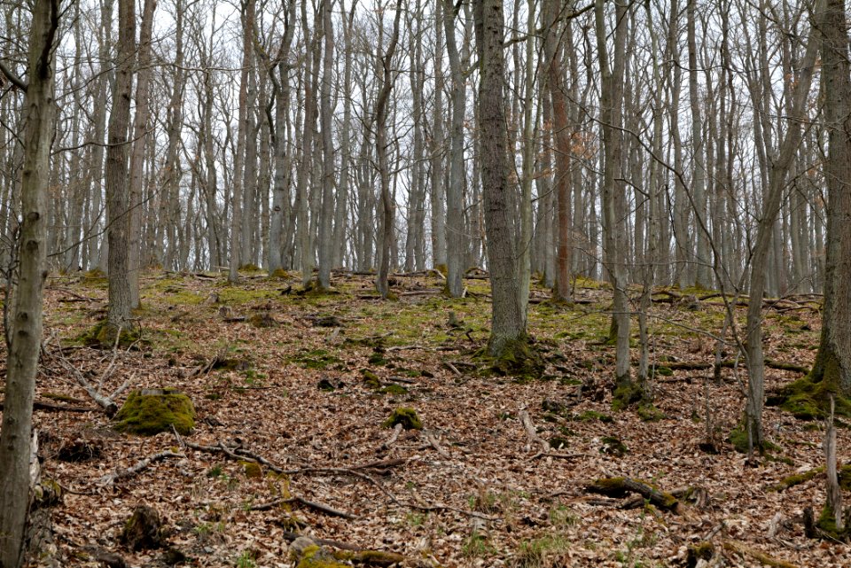 Taunus forest in Ober-Mörlen 2021-04-02 78