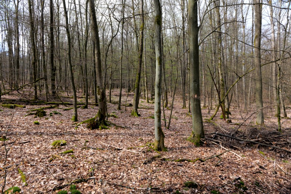 Taunus forest Oberstedten 2021-04-06 39