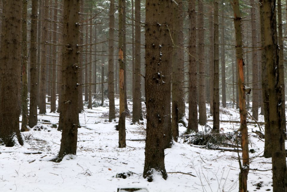 Taunus forest Oberstedten 2021-04-06 03