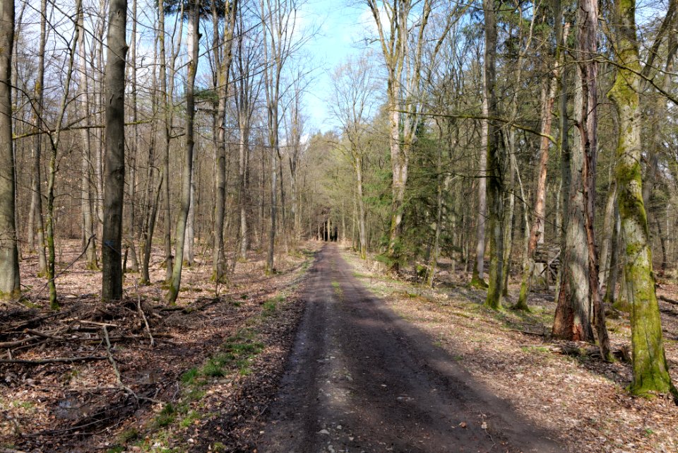 Taunus forest Oberstedten 2021-04-06 37
