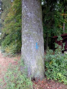 Tanne Reichenbach, 1