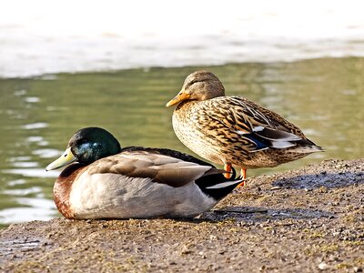 Water bird nature animal photo