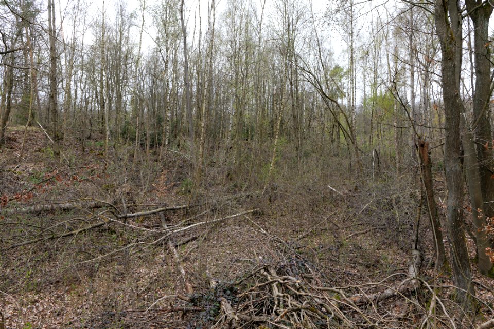 Taunus forest in Ober-Mörlen 2021-04-02 31