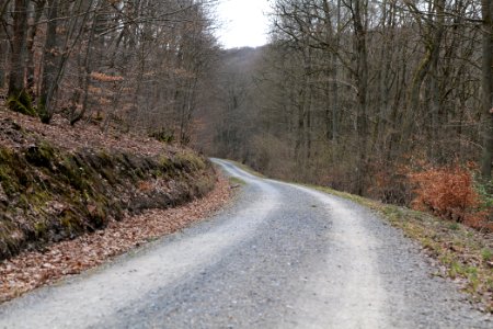 Taunus forest in Ober-Mörlen 2021-04-02 88
