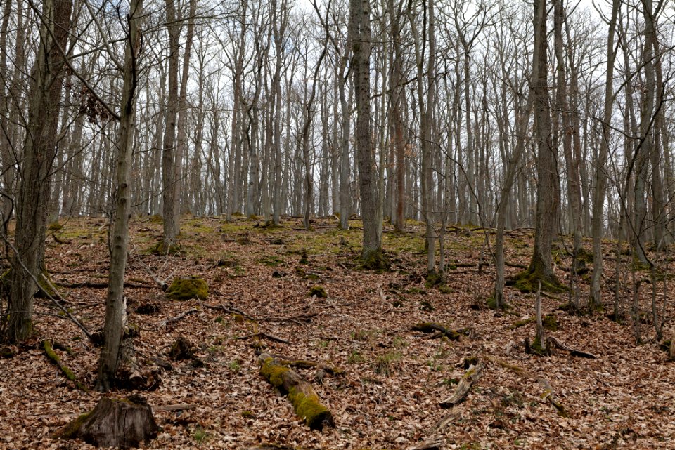 Taunus forest in Ober-Mörlen 2021-04-02 79