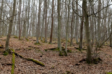 Taunus forest in Ober-Mörlen 2021-04-02 74