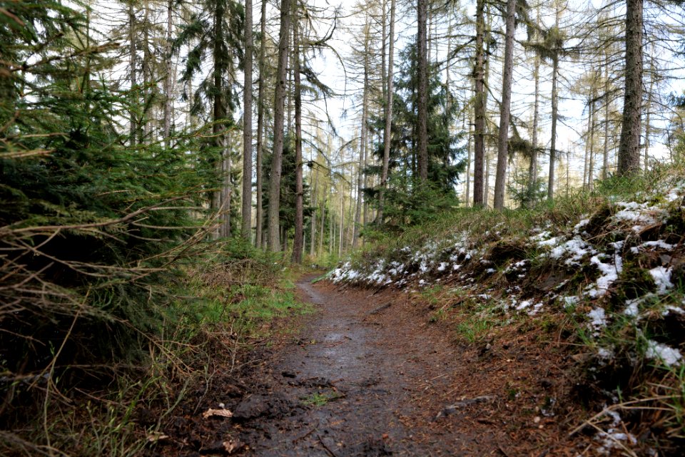 Taunus forest Dornholzhausen 2021-04-06 20