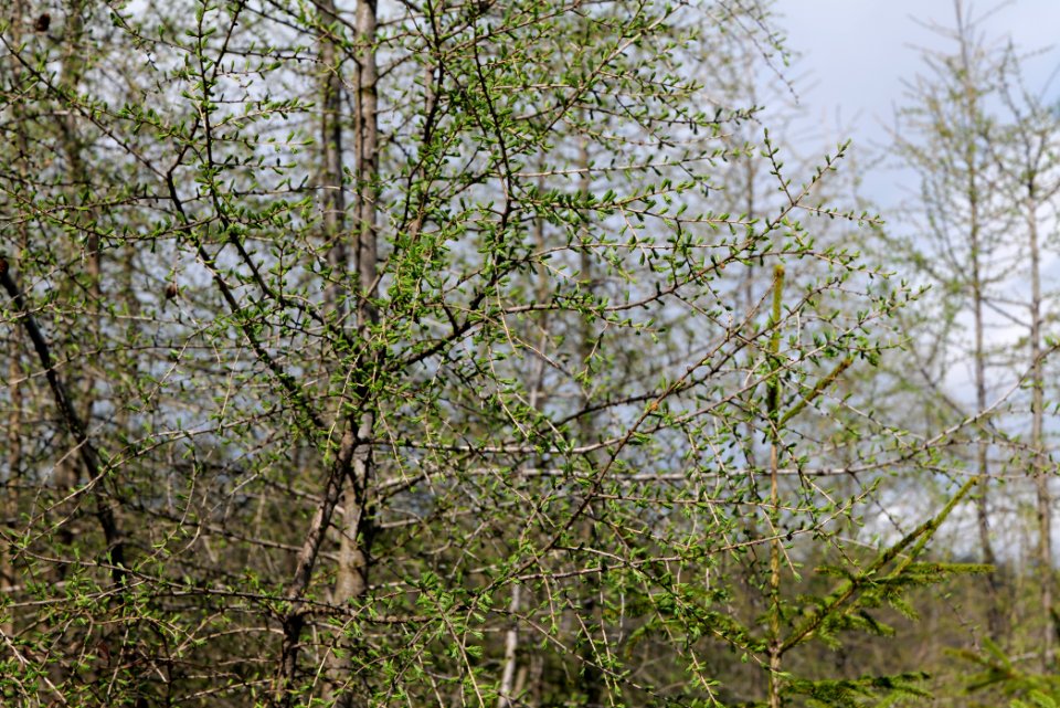 Taunus forest Dornholzhausen 2021-04-06 13