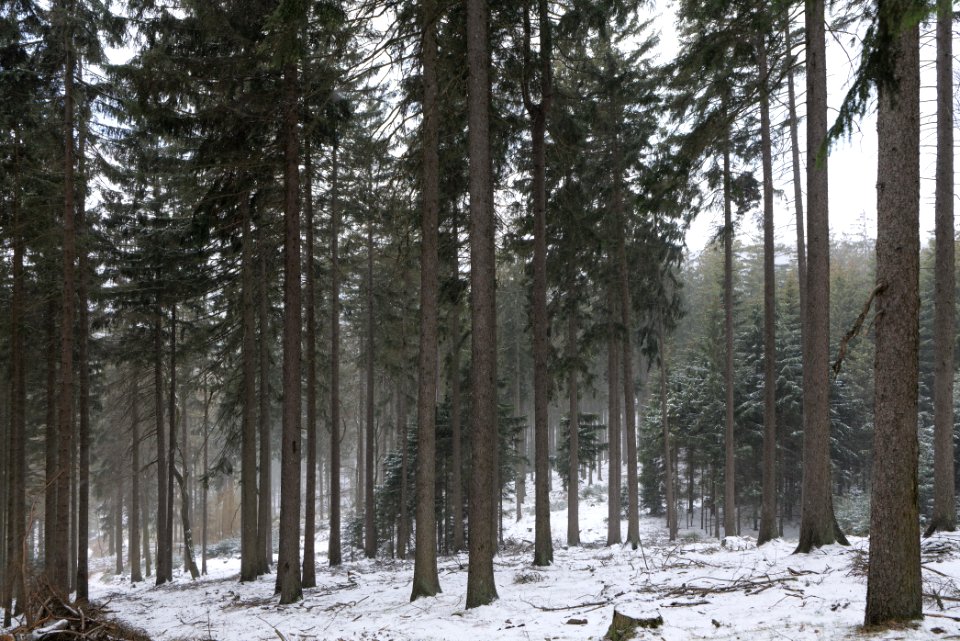 Taunus forest Oberstedten 2021-04-06 07