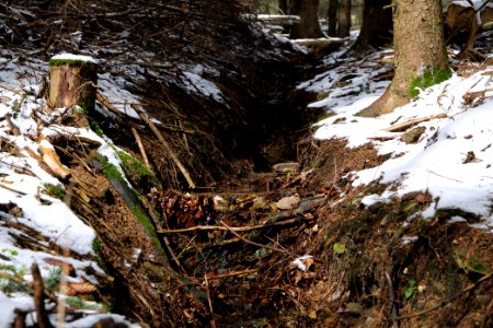 Taunus forest Bad Homburg 2021-04-06 12