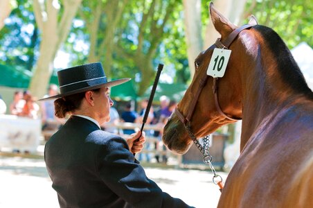 Horseback riding competition equestrian