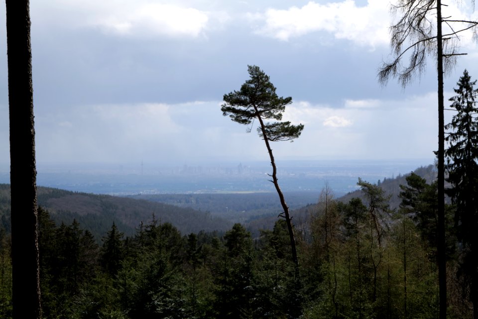 Taunus forest Bad Homburg 2021-04-06 04