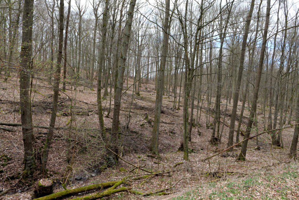 Taunus forest in Ober-Mörlen 2021-04-02 81