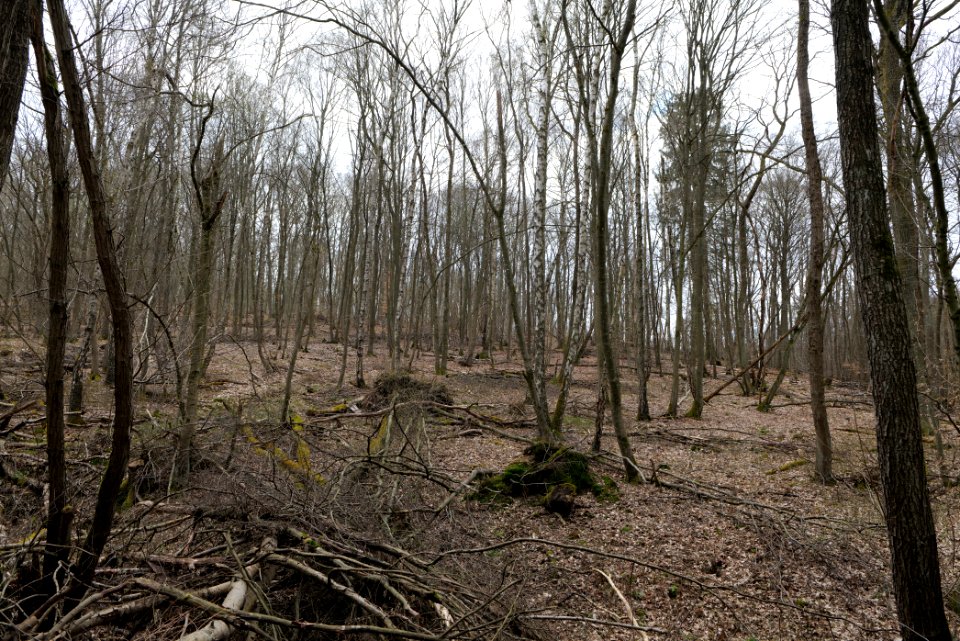 Taunus forest in Ober-Mörlen 2021-04-02 76