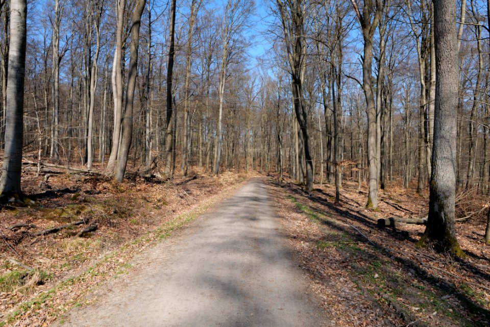 Taunus forest in Ober Rosbach 2021-04-02 31