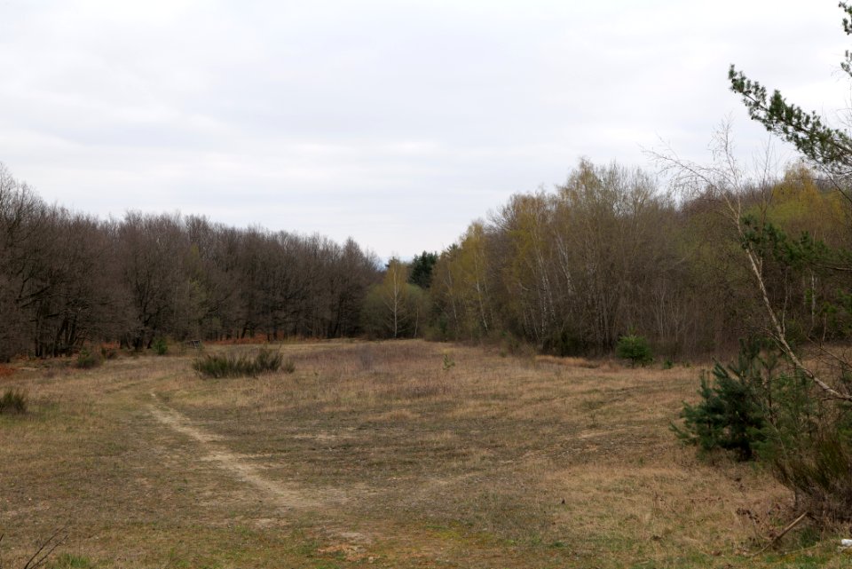 Taunus forest in Ober-Mörlen 2021-04-02 28