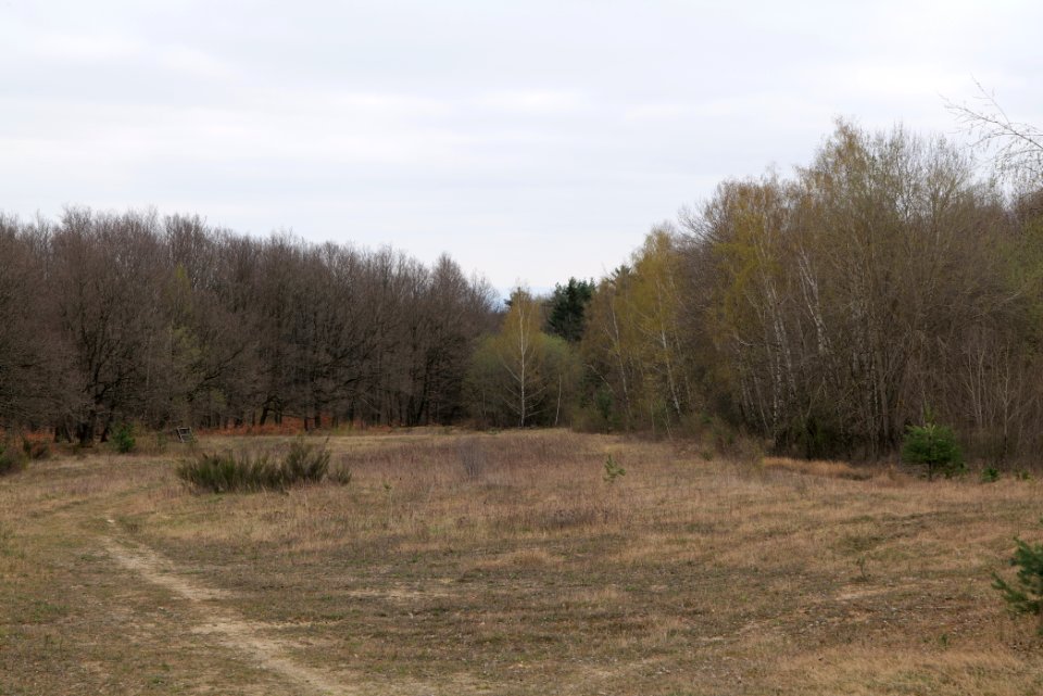 Taunus forest in Ober-Mörlen 2021-04-02 25