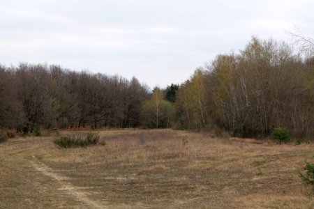 Taunus forest in Ober-Mörlen 2021-04-02 25