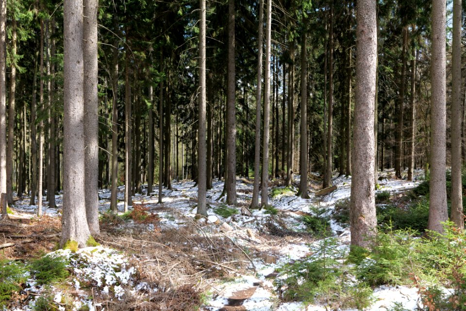 Taunus forest Dornholzhausen 2021-04-06 18
