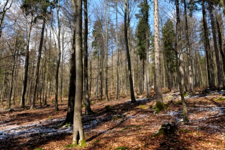 Taunus forest Dornholzhausen 2021-04-06 03