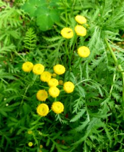 Tanacetum vulgare Parc floral