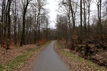 Taunus forest in Ober-Mörlen 2021-04-02 15