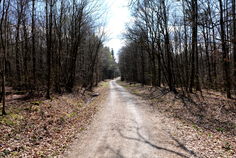Taunus forest in Ober-Mörlen 2021-04-02 122