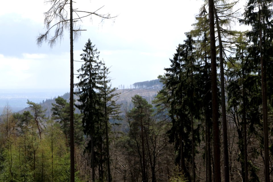 Taunus forest Bad Homburg 2021-04-06 02