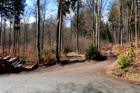 Taunus forest Dornholzhausen 2021-04-06 01