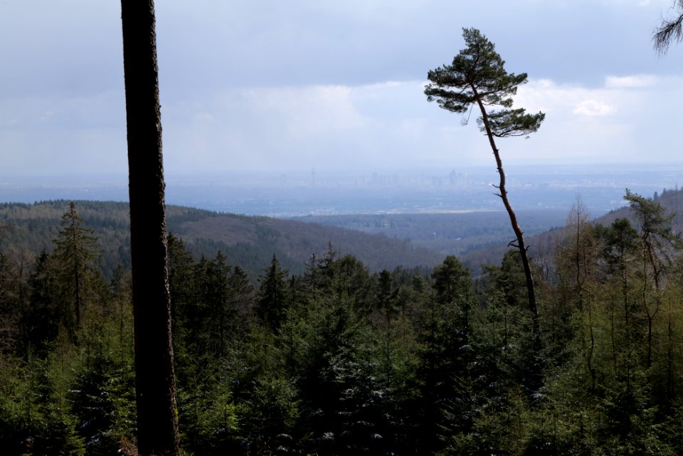 Taunus forest Bad Homburg 2021-04-06 05