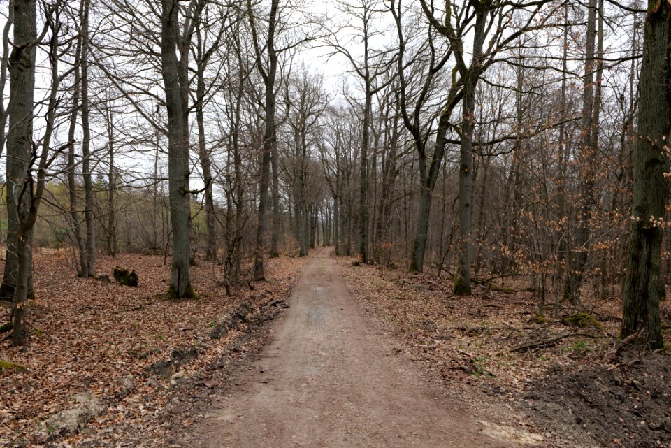 Taunus forest in Ober-Mörlen 2021-04-02 12