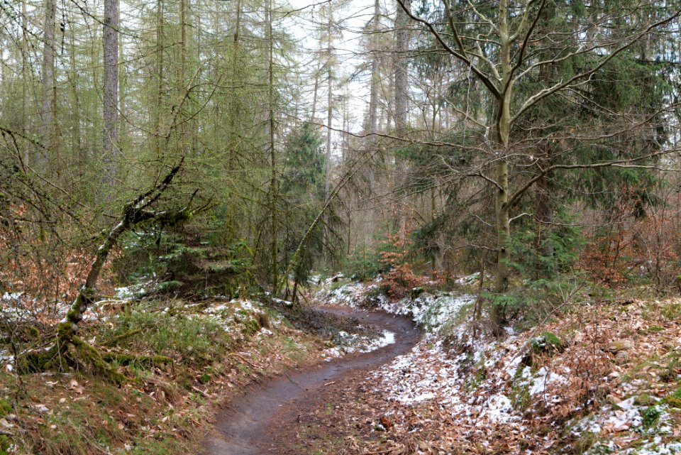 Taunus forest Dornholzhausen 2021-04-06 21