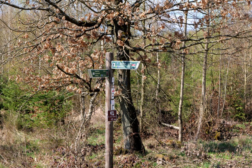 Taunus forest in Ober-Mörlen 2021-04-02 118