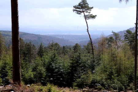 Taunus forest Bad Homburg 2021-04-06 06