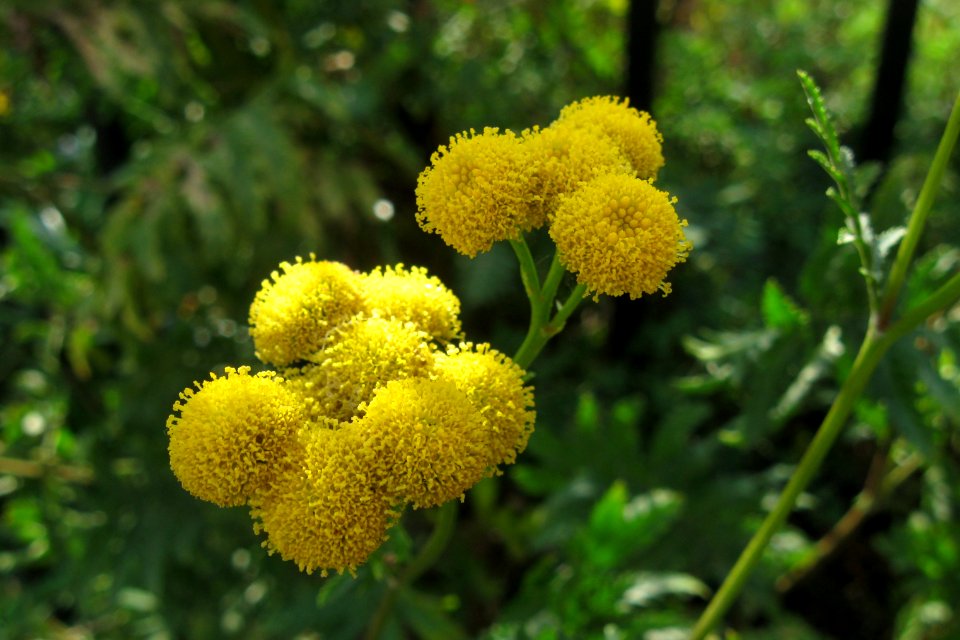 Tanacetum vulgare, 2020-10-04, Beechview, 02